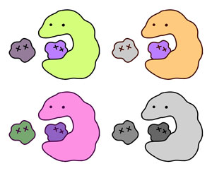 白血球