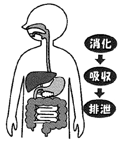 胃腸の役割イラスト